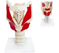 Modelo Funcional de Laringe, Modelo de Anatomía 3X del Modelo de Faringe Laringe, Modelo de Simulación de Articulación de Laringe Humana Ampliada Profesional, para Demostrar La Estructura Y Función