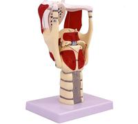 Modelo funcional de laringe, modelo de anatomía 3X del modelo de laringe y faringe, modelo humano para reforzar la estructura y función del cuello Medicina