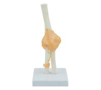 Modelo Funcional de ligamento de la articulación del Codo Modelo anatómico de la articulación del Codo Esqueleto Anatomía médica Humana Tamaño Real Tipo Funcional Recursos didácticos