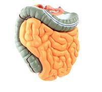 Modelo gastrointestinal humano de tamaño natural, 4 piezas de componentes desmontables, órgano del sistema digestivo del colon, for estudio de enseñanza médica