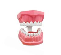 Modelo Herramientas educativas de educación bucal accesorios de | Modelo de diente educativo más cepillo de dientes para mujeres, niños, niñas, jóvenes, adolescentes, familia, amigos