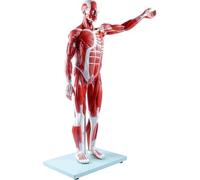 Modelo humano de tamaño medio muscular y órgano (27 partes): figura anatómica extraíble para educación médica y entrenamiento anatómico avanzado