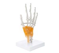 Modelo interactivo de anatomía de mano humana Articulaciones Articuladas Modelo esquelético Durabilidad Construcción PVC Estructura ósea realista