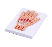 Modelo interactivo de anatomía de muñeca en capas, modelo de articulación de muñeca para mejorar el aprendizaje en instituciones médicas e investigar estructura articular humana precisa con piezas