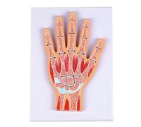 Modelo interactivo de anatomía de muñeca en capas para mejorar el aprendizaje en instituciones médicas e investigación de anatomía articular