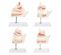 Modelo interactivo de desarrollo de dientes Modelo de anatomía con piezas extraíbles para estudiar crecimiento de los dientes primarios y permanentes Herramienta de aprendizaje odontológico