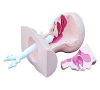 Modelo médico de anatomía de la cavidad nasal y la garganta humana, modelo de anatomía de la cavidad oral, modelo de práctica de succión de esputo, ideal for la enseñanza y el aprendizaje de enfermera