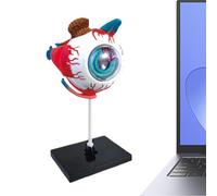 Modelo Médico De Anatomía Ocular: Herramienta De Estudio Desmontable, Material Didáctico Para Escritorio Educativo, Consultorios Médicos, Examen En El Aula | Para Escritorio, Consultorios Médicos, Est