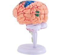 Modelo médico de Corteza Cerebral para Aprendizaje. Modelo de Cerebro Humano de tamaño Natural. Modelo de órgano Humano fácil de Transportar.
