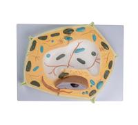 Modelo médico estructura celular planta anatomía anatómica enseñanza biológica para la ciencia aula estudio aula ciencia enseñanza aprendizaje modelo