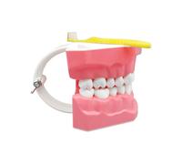 Modelo - Modelo Interactivo Para Formación Educativa Con Cepillo - Material de Estudio Bucal para Mujeres Hombres Jóvenes Niños y Familia