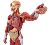 Modelo muscular de anatomía humana, sistema muscular de tamaño real con órganos extraíbles para educación médica y entrenamiento