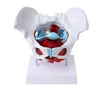 Modelo muscular de pelvis femenina, suelo pélvico, útero, ovario, recursos de enseñanza, modelo de avión