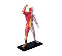Modelo muscular en miniatura de anatomía humana, esqueleto muscular | Modelo de anatomía de los músculos humanos, herramienta de enseñanza médica para educación, juguete educativo de laboratorio