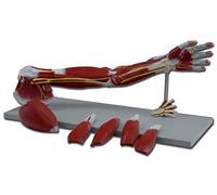 Modelo Musculatura Brazo