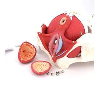 Modelo natural de pelvis femenina anatómica médica de tamaño natural con órganos extraíbles - Modelo pélvico - Esqueleto de pelvis femenina - Modelo anatómico