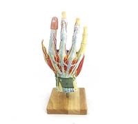 Modelo neurovascular de anatomía parcial de la palma médica. Modelo de mano humana. Herramienta de enseñanza de anatomía del esqueleto de la mano. moldes de enseñanza