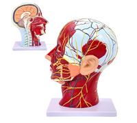 Modelo neurovascular de media cabeza humana, anatomía superficial con músculos, modelo anatómico de cabeza de doble cara para enseñanza médica y estudio del cerebro del cráneo