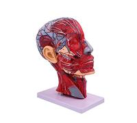 Modelo neurovascular de media cabeza humana anatómico para biología médica, anatomía, educación, mitad neurovascular humana con musculatura
