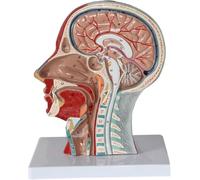 Modelo neurovascular superficial de cabeza humana, modelo de nervio muscular superficial del cuello de la cabeza del plano sagital, material didáctico de anatomía musculoesquelética