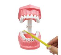 Modelo oral, modelo de enseñanza y aprendizaje con cepillo de dientes para presentación, material de aprendizaje, accesorios de estudio dental para adolescentes y
