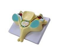 Modelo óseo humano Quinta columna cervical Columna vertebral de la quinta vértebra cervical agrandada para enseñar la sección de la médula espinal