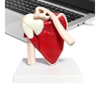 Modelo para articulación del hombro | Ayuda De Aprendizaje Anatómico En PVC | Modelo De Anatomía Muscular Del Hombro | para Demostración Enseñanza Entrenamiento Hombres Niños Niñas Jóvenes Adolescente