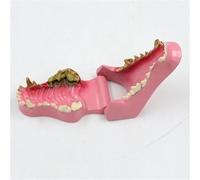 Modelo patológico de dientes de perro, modelo anatómico de enseñanza de dientes caninos para enseñanza de aprendizaje veterinario, herramienta de visualización educativa.