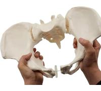 Modelo Pelvis Femenina Flexible Tamaño Natural Modelo Educativo Médico Pelvis Femenina Puede Doblar Modelo Anatómico Pélvico del Hueso Cadera Humana Herramienta Educativa para Parteras Estudiantes