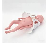 Modelo Pelvis Femenino Humano Ajustable Con Modelo de Bebé a Término, Modelo Realista de Parto Femenino, Detallado y Realista Modelo de Enseñanza de Partería para Exhibición