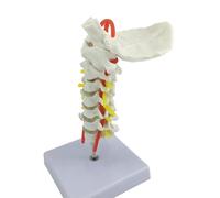Modelo portátil de columna cervical para columna cervical que muestra el trabajo de la red arterial, vías neuronales, uso hospitalario, discos intervertebrales, modelo anatómico