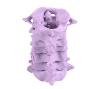 Modelo portátil de vértebras cervicales humanas a escala 1:1, modelo de anatomía de la columna cervical para aula, enseñanza, demostración, anatomía, columna vertebral