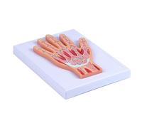 Modelo preciso de estructura de articulación de muñeca humana con piezas extraíbles para enseñanza clínica, modelo de anatomía de muñeca