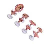 Modelo profesional de anatomía embrionaria con 8 piezas desmontables para uso en pacientes y aulas, modelo profesional de anatomía embrionaria