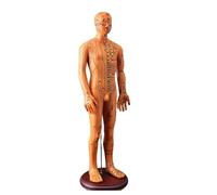 Modelo profesional de punto de acupunta, modelo de acupuntura humana de 20.47 pulgadas con punto de acupuntura chino para práctica de anatomía guía de estudio