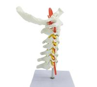 Modelo profesional de vértebras cervicales con vías neuronales, arteria carótida y hueso occipital para demostración de estudiantes herramienta de anatomía del cuello