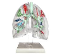 Modelo pulmonar humano transparente con segmentos, modelo anatómico de 34 cm del sistema respiratorio, desarrollado por expertos médicos anatómicos