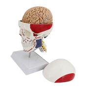 Modelo realista de anatomía de cráneo humano que incluye marco de cuello, perfecto para entrenamiento médico y educación, calavera educativa de PVC con músculos codificados por colores, ideal para