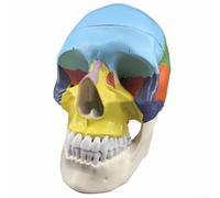 Modelo realista de calavera humana ayuda de enseñanza con mandíbula móvil y suturas óseas detalladas para el aprendizaje de anatomía