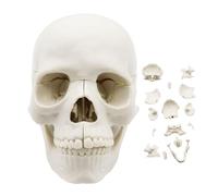 Modelo realista de calavera humana, tamaño de vida de 15 piezas desmontable, estructura anatómica desmontable, tapas de anatomía de cabeza para estudios médicos, aprendizaje en aulas, 5,75 x 4,02 x