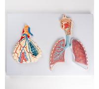 Modelo Realista del Sistema Respiratorio Humano de 2 Partes, Modelo Anatómico de Alvéolos y Pulmones Ampliado Con Base de Exhibición para Anatomía