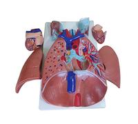 Modelo respiratorio humano de anatomía cardiopulmonar laríngea humana, corazón pulmonar para enseñanza médica, tracto educativo
