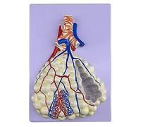Modelo respiratorio humano realista, modelo de anatomía de broncos humanos, tamaño real, ideal para hospitales, anatomía, aula, tamaño L, tamaño real, estudiantes de medicina y escuela