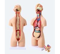 Modelo Torso anatómico Educativo 55 cm, Modelo ensamblaje anatómico 4D órganos Humanos la enseñanza, educación y Escuela, 19 Piezas extraíbles, Modelo anatomía Humana, Torso anatómico, Modelo órgano,