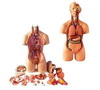Modelo Torso Humano, 23 Piezas, extraíble, 4D-Vision, Estructura Torso, 55 cm, ensamblaje anatómico órganos Humanos enseñanza y educación, Modelo Esqueleto.