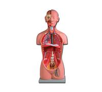 Modelo torso UNI-SEX, fornito con guía sobre CD-ROM, para didáctica