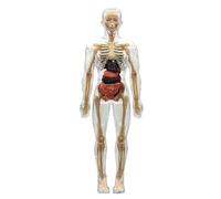 Modelo transparente de estructura del cuerpo humano, figura de anatomía desmontable totalmente transparente, herramienta de aprendizaje interactiva para estudiantes y profesores, ayuda educativa
