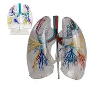 Modelo transparente de segmentos pulmonares con base丨Material didáctico que muestra segmentos pulmonares y árbol bronquial para anatomía y fisiología