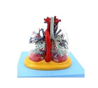 Modelo transparente del corazón y el sistema respiratorio humanos, árbol anatómico que muestra el corazón, la aorta, la vena cava y el árbol bronquial. Humano Extraíble