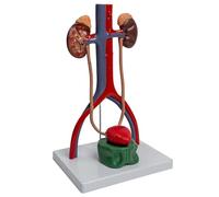 Modelo urogenital 1: 1 para estudio de enfermedades, informe de conferencia, modelo reproductivo urinario humano